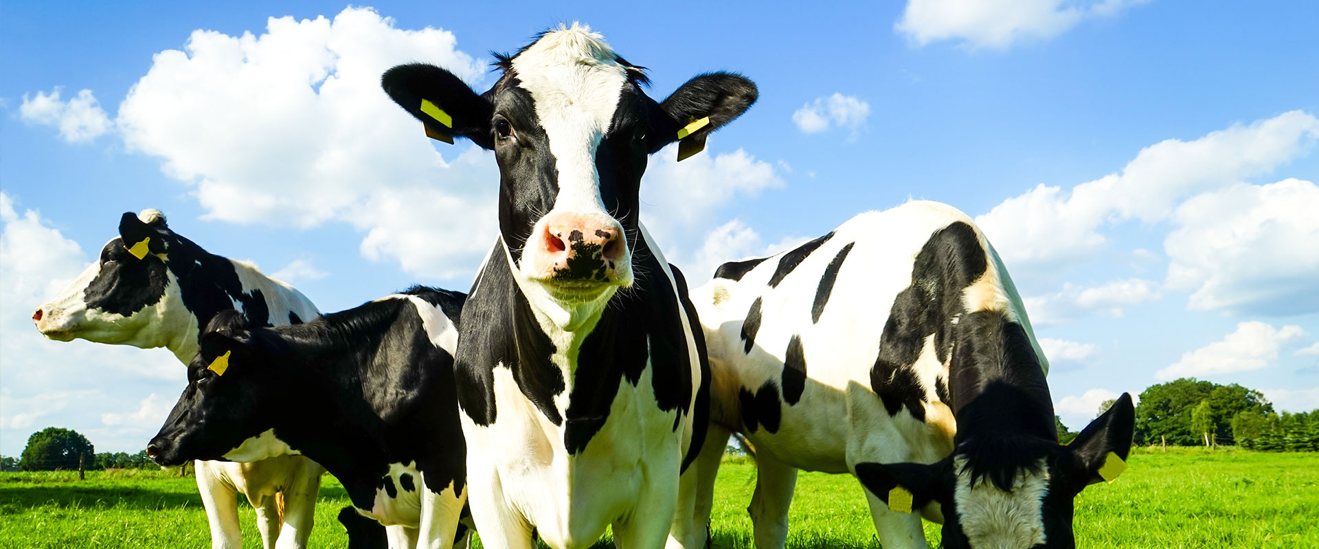 畜牧機械專業(yè)供應商